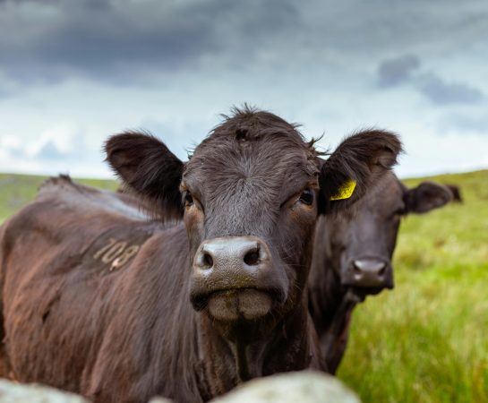 Image of cow. Photo credit Miguel Arcanjo Saddi Pexels images