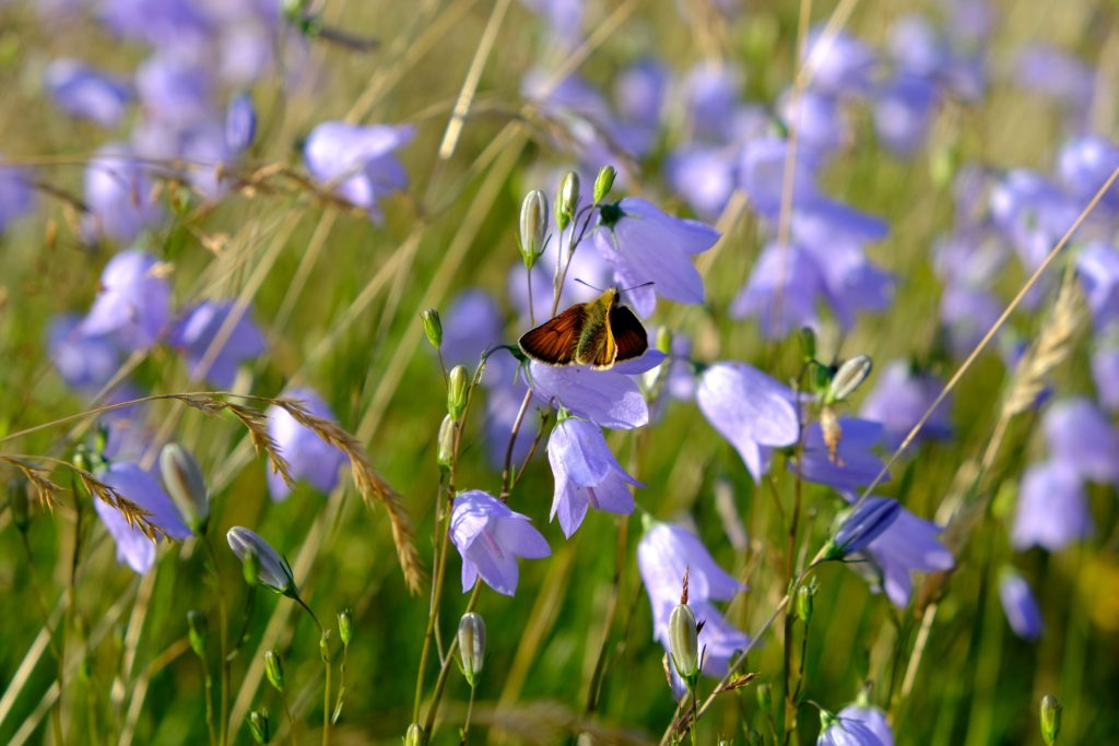 Skipper butterfly on harebells. Photo credit: Sarah Jameson. 