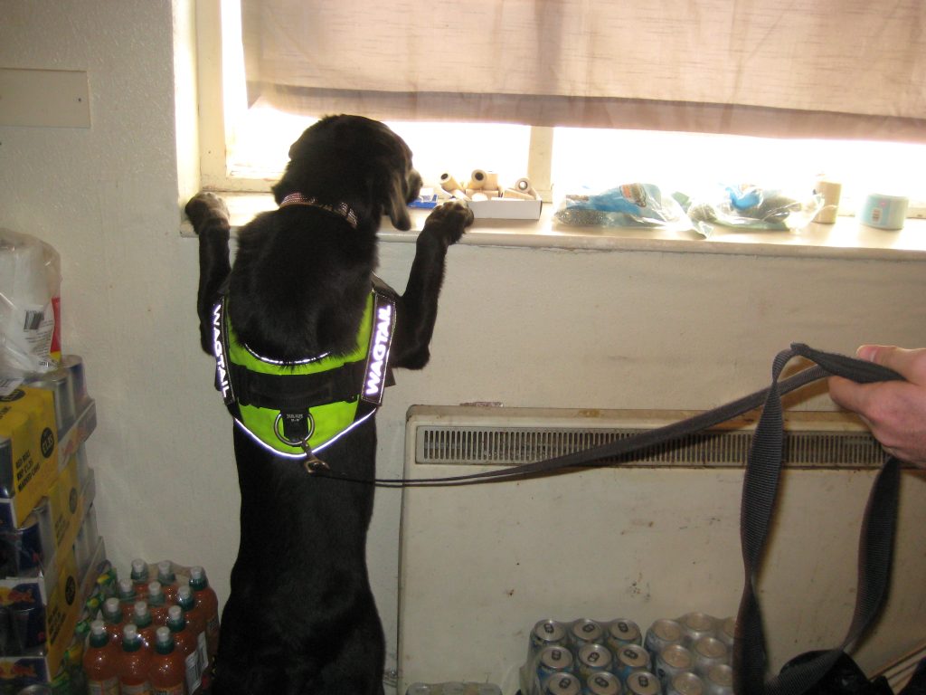 Sniffer dog