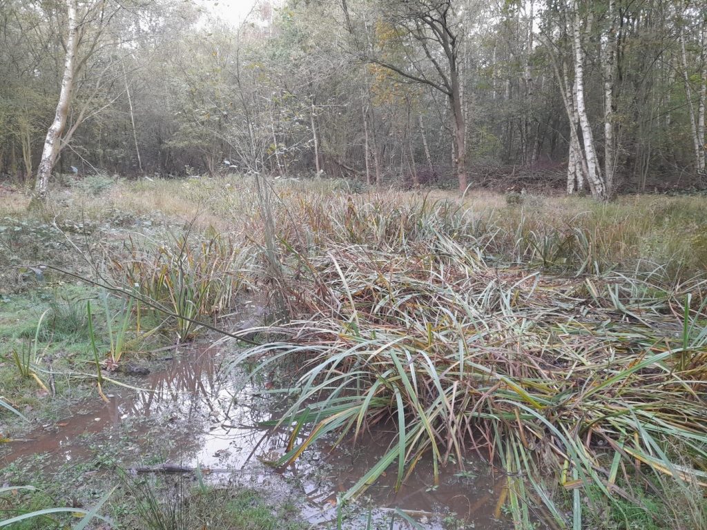 a swamp