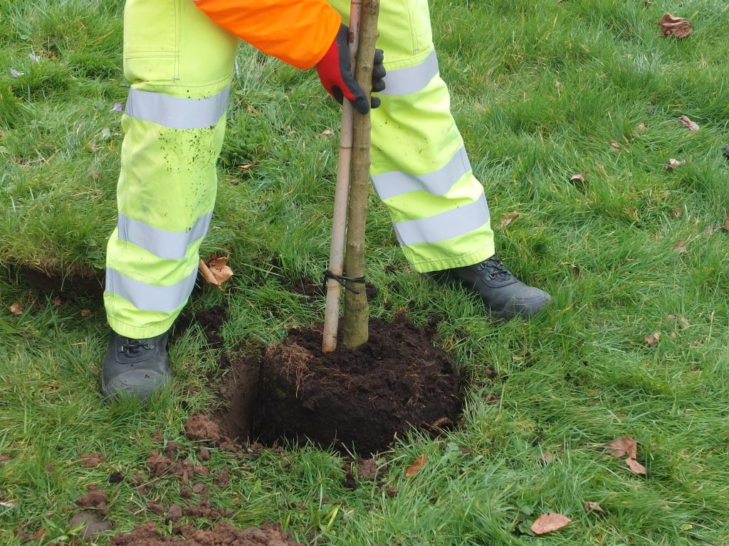 Treeplanting at Column roundabout, Shrewsbury, Wednesday 23 February 2022.