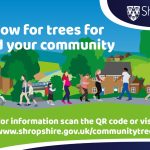 The half-price trees scheme infographic