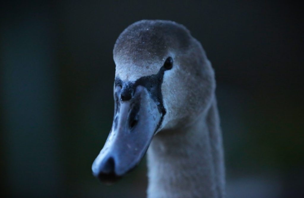 Photo of a swan by Year 4 (Primary) winner, Parker.